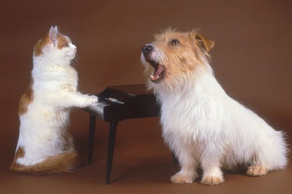 cats and dogs